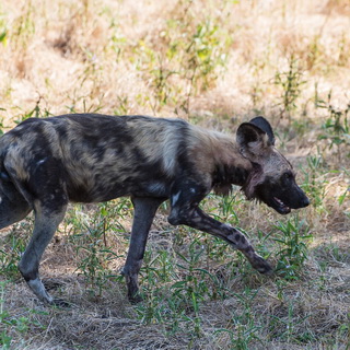 South Luangwa - Wild dog